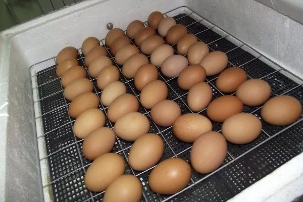 इनक्यूबेटेड अंडे