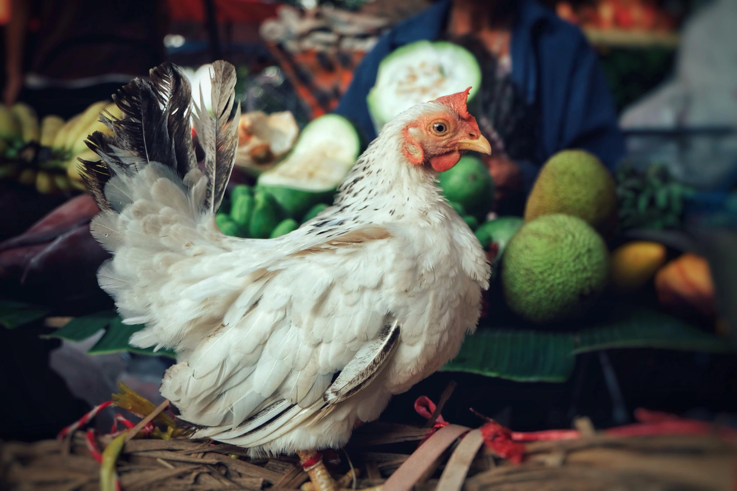 জীবন্ত দেশী মুরগি
